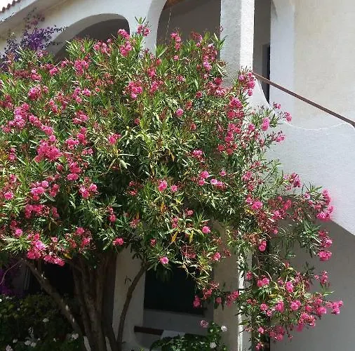 Daire Casa Degli Oleandri Santa Caterina Di Pittinuri (Sardinia)